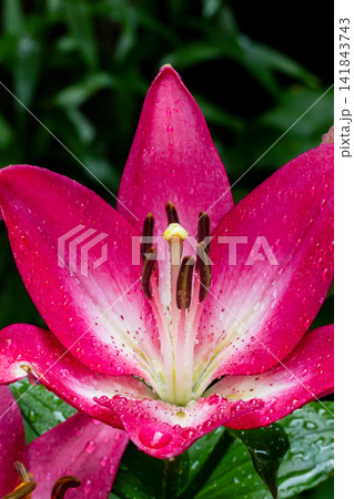 Pink lily flower blooming with raindrops on petals Pink lily flower blooming with raindrops on petals 141843743