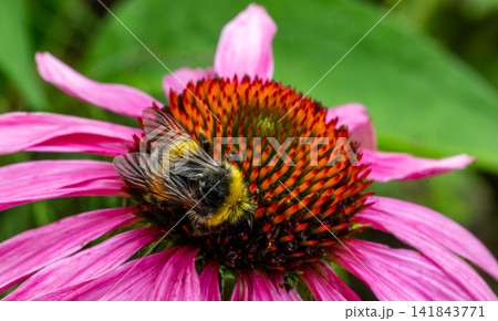Bumblebee pollinating purple echinacea flower in summer garden Bumblebee pollinating purple echinacea flower in summer garden 141843771