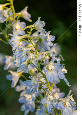 Blue larkspur flowers blooming in summer garden 141843799