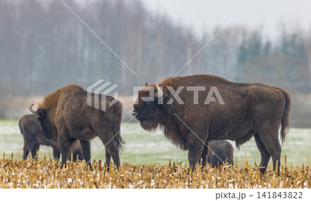 European bisons grazing in snowy winter field European bisons grazing in snowy winter field 141843822
