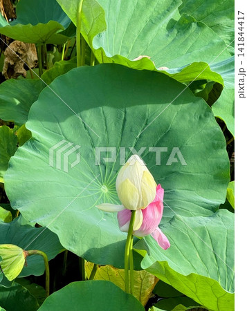 ハスの巨大な葉の前に咲くピンクと白の蕾 ハスの巨大な葉の前に咲くピンクと白の蕾 141844417