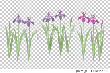 Watercolor illustration of irises Watercolor illustration of irises 141844450