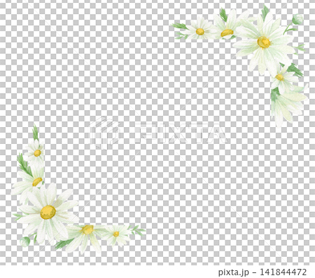 Watercolor painting of daisies and marguerites in a frame Watercolor painting of daisies and marguerites in a frame 141844472