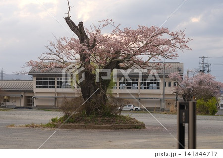 学び舎のグラウンドに春を告げる、富岡第二中学校の古木の桜と静かな校舎のロケーション 141844717