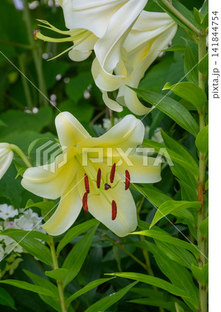 夏の庭に咲く満開の黄色いユリ　イエローカサブランカ 141844754