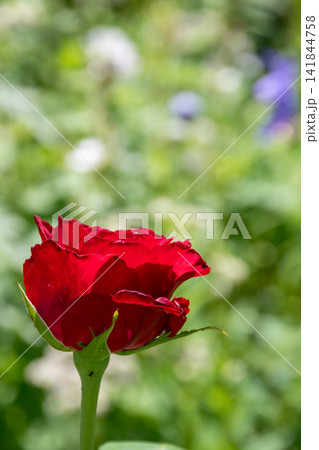 夏の庭に咲く深紅のバラ 夏の庭に咲く深紅のバラ 141844758