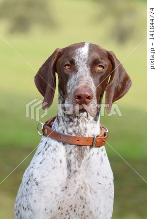 Purebred german shorthaired pointer hunting dog Purebred german shorthaired pointer hunting dog 141844774