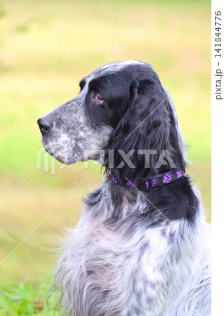 Purebred english setter hunting dog Purebred english setter hunting dog 141844776