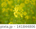 夏を黄色に彩る菜の花 141844806