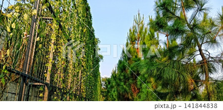 Row of pine trees and a green fence under a clear blue sky Row of pine trees and a green fence under a clear blue sky 141844838