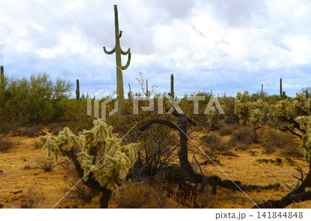 Old Saguaro Cactus Sonora desert Arizona Old Saguaro Cactus Sonora desert Arizona 141844848