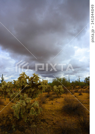 Old Saguaro Cactus Sonora desert Arizona Old Saguaro Cactus Sonora desert Arizona 141844849