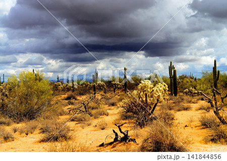 Old Saguaro Cactus Sonora desert Arizona Old Saguaro Cactus Sonora desert Arizona 141844856