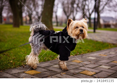Yorkshire Terrier wearing a black coat walks on a leash through a city park. Cute small dog enjoying an outdoor walk, pet walking in cold weather. 141845135