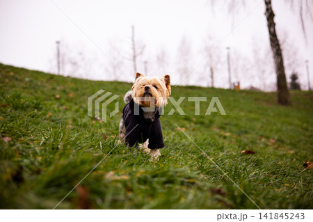 Yorkshire Terrier wearing a black coat walks on a leash through a city park. Cute small dog enjoying an outdoor walk, pet walking in cold weather. Yorkshire Terrier wearing a black coat walks on a leash through a city park. Cute small dog enjoying an outdoor walk, pet walking in cold weather. 141845243