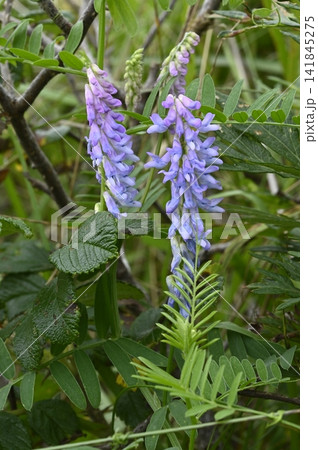 草原に咲くツルフジバカマの花 草原に咲くツルフジバカマの花 141845275