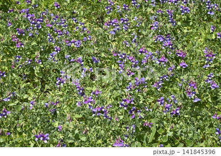 海岸に咲くハマエンドウの花 141845396