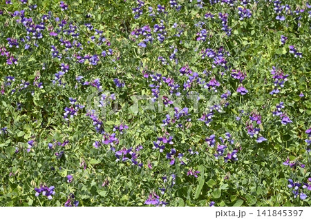 海岸に咲くハマエンドウの花 141845397