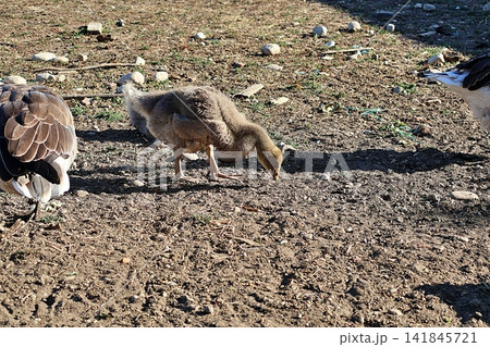 Juvenile Domestic Gosling Foraging on Dry Soil. 141845721