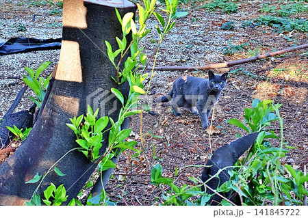 Alert Russian Blue Cat Standing Outdoors in a Garden. 141845722