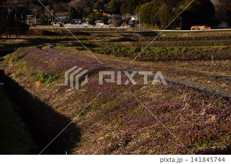 春の農村を彩る紫色の野草と農道 141845744
