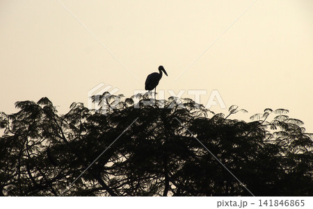 Stork Silhouette Perched on Treetop at Sunset Stork Silhouette Perched on Treetop at Sunset 141846865