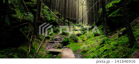 Mossy Forest Trail in Dark Evergreen Woodland 141846916