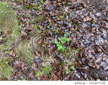Wet Forest Floor With Fallen Leaves Wet Forest Floor With Fallen Leaves 141847198