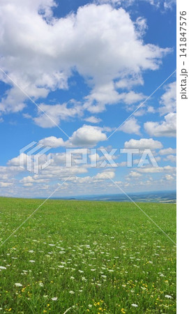 A vibrant summer meadow filled with wildflowers stretches beneath a bright blue sky with fluffy cumulus clouds. A vibrant summer meadow filled with wildflowers stretches beneath a bright blue sky with fluffy cumulus clouds. 141847576