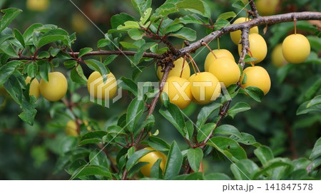 a deciduous tree with yellow fruit and green leaves 141847578