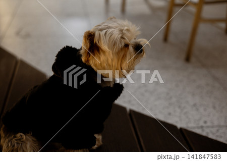 Yorkshire Terrier wearing a black coat indoors, sitting beside a table in a cozy home setting. Small companion furry dog representing pet lifestyle, domestic life and winter clothing for pets. Yorkshire Terrier wearing a black coat indoors, sitting beside a table in a cozy home setting. Small companion furry dog representing pet lifestyle, domestic life and winter clothing for pets. 141847583