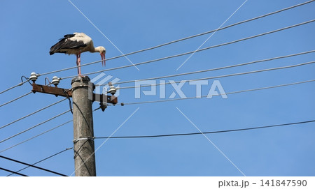 White stork perched atop a utility pole against a soft blue sky. White stork perched atop a utility pole against a soft blue sky. 141847590