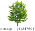 Young deciduous tree with vibrant green leaves, slender trunks Young deciduous tree with vibrant green leaves, slender trunks 141847603
