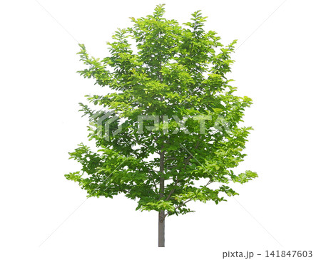 Young deciduous tree with vibrant green leaves, slender trunks Young deciduous tree with vibrant green leaves, slender trunks 141847603