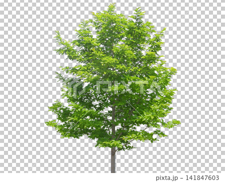 Young deciduous tree with vibrant green leaves, slender trunks Young deciduous tree with vibrant green leaves, slender trunks 141847603
