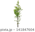 Young deciduous tree with vibrant green leaves and slender trunks Young deciduous tree with vibrant green leaves and slender trunks 141847604
