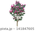Lagerstroemia indica tree with vibrant pink flowers in full bloom during summer Lagerstroemia indica tree with vibrant pink flowers in full bloom during summer 141847605