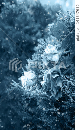 Forgotten flower covered with cold needles of frost Forgotten flower covered with cold needles of frost 141847650