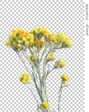 Cluster of small yellow wildflowers isolated on a transparent background, suitable for botanical, floral, spring, and nature design themes. 141847690