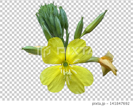 Vibrant yellow evening primrose flower with buds PNG, isolated on transparent background Vibrant yellow evening primrose flower with buds PNG, isolated on transparent background 141847692