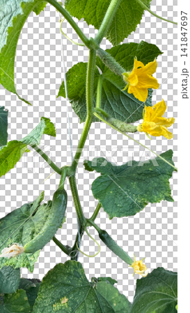 Young Cucumber Plant with Yellow Flowers and Green Leaves PNG , isolated on transparent background Young Cucumber Plant with Yellow Flowers and Green Leaves PNG , isolated on transparent background 141847697