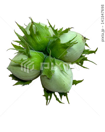 Fresh Green Unripe Hazelnuts Cluster Healthy Snack Ingredient PNG, isolated on transparent background 141847698