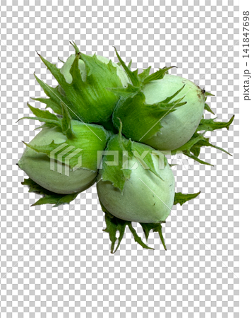 Fresh Green Unripe Hazelnuts Cluster Healthy Snack Ingredient PNG, isolated on transparent background 141847698