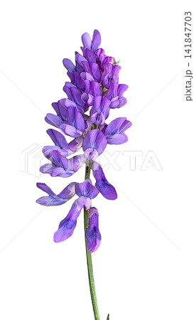 Vibrant Purple Vetch Flower Cluster with Green Stem PNG, isolated on transparent background Vibrant Purple Vetch Flower Cluster with Green Stem PNG, isolated on transparent background 141847703