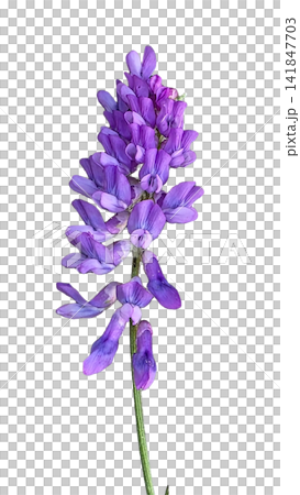 Vibrant Purple Vetch Flower Cluster with Green Stem PNG, isolated on transparent background Vibrant Purple Vetch Flower Cluster with Green Stem PNG, isolated on transparent background 141847703