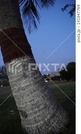 Trunk of a palm tree in a public park with a clear evening sky background, nature and outdoor landscape concept 141847769