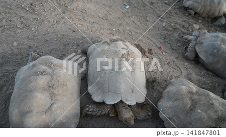 High angle view of giant African spurred tortoises resting on dry dusty ground in a safari park enclosure, wildlife concept High angle view of giant African spurred tortoises resting on dry dusty ground in a safari park enclosure, wildlife concept 141847801