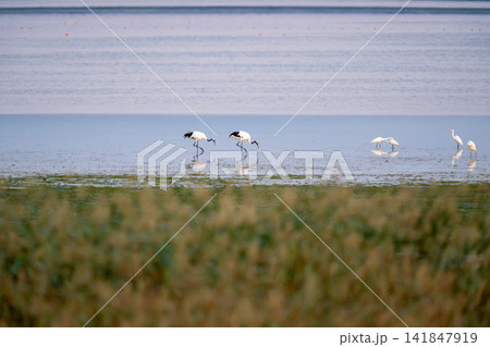 水辺で餌を探している二羽のタンチョウ 水辺で餌を探している二羽のタンチョウ 141847919