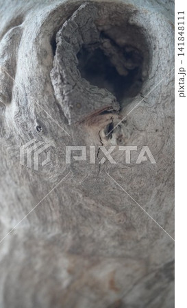 Vertical close up of a deep natural tree hollow knot on a light grey trunk against a blurred green backdrop, nature concept Vertical close up of a deep natural tree hollow knot on a light grey trunk against a blurred green backdrop, nature concept 141848111