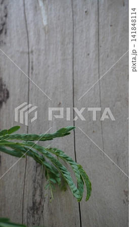 Vertical view of a tiny fresh green fern leaf branch growing from behind a smooth grey weathered tree trunk, growth concept Vertical view of a tiny fresh green fern leaf branch growing from behind a smooth grey weathered tree trunk, growth concept 141848114